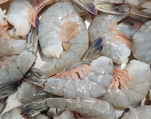 Raw grey shrimp displayed on ice for export quality.