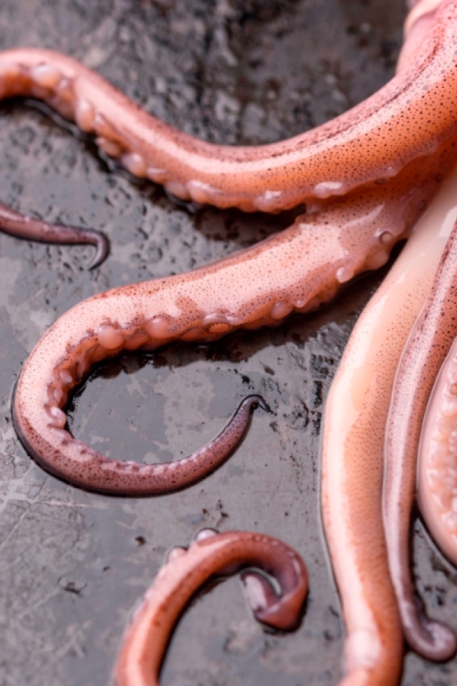Close-up of fresh octopus tentacles on dark surface – high-quality seafood by El Faro Seafood