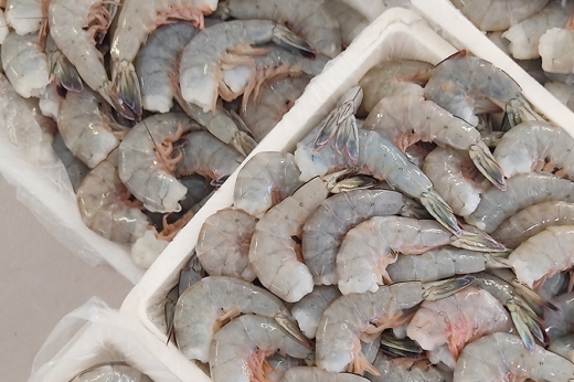 Fresh raw shrimp neatly packed in trays – premium wild-caught seafood by El Faro Seafood